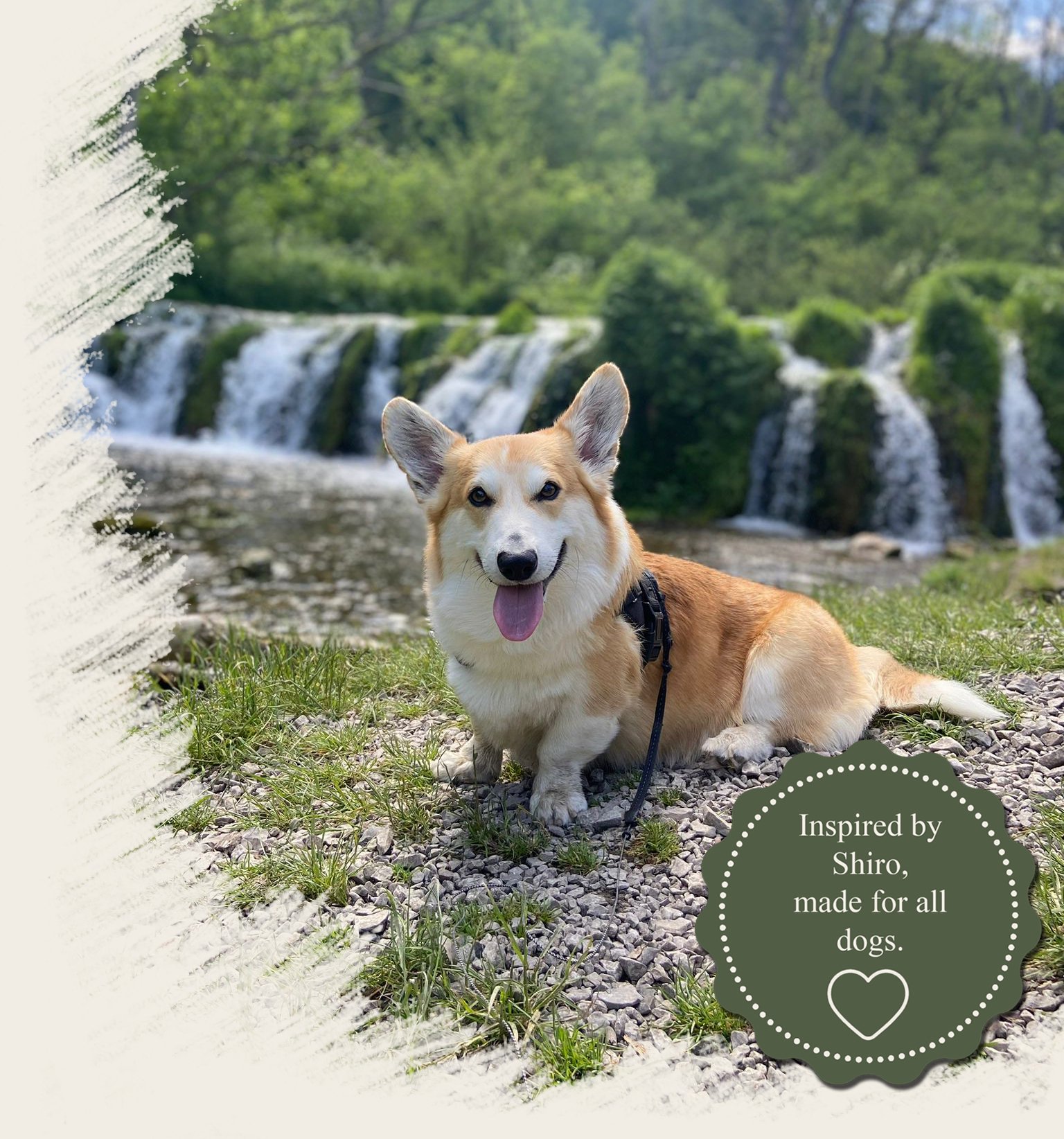 Shiro the Corgi Shiro the Corgi