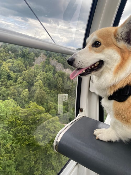 Shiro the Corgi