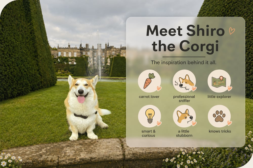 Meet Shiro the Corgi Meet Shiro the Corgi