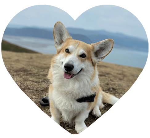 Shiro the Corgi Shiro the Corgi