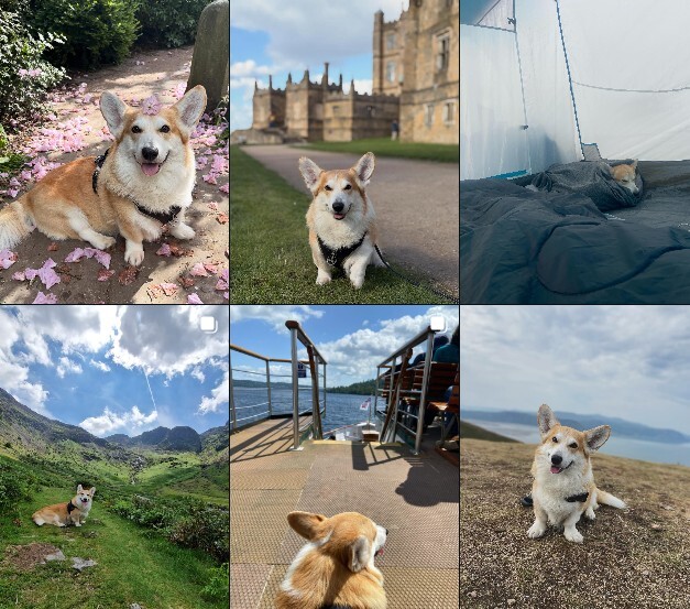 @ShirosPaws Instagram